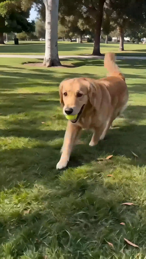 Dogs still