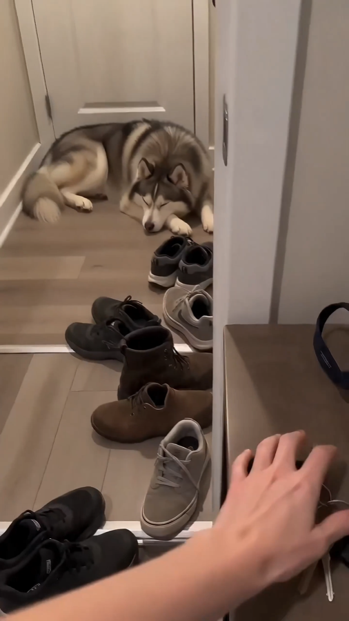 Dogs still