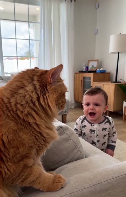 Cats still