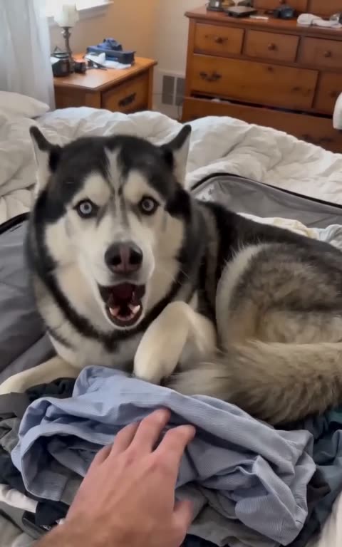 Dogs still