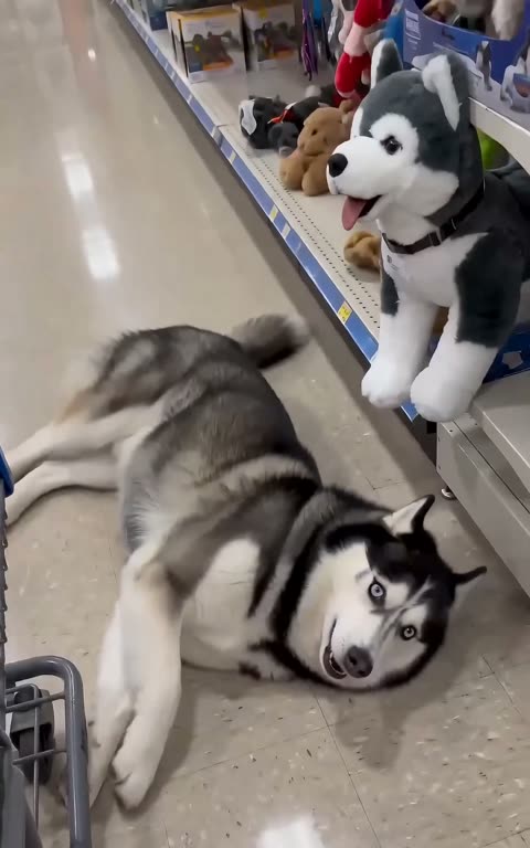 Dogs still