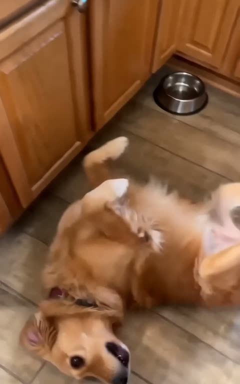 Dogs still