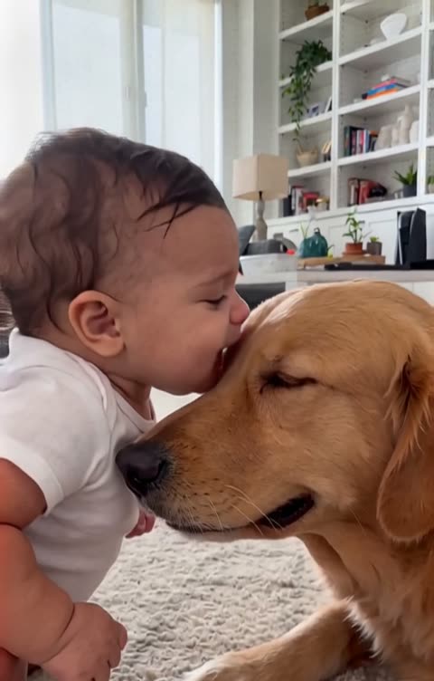 Dogs still